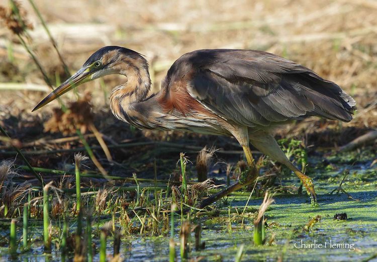 Purp Heron copy