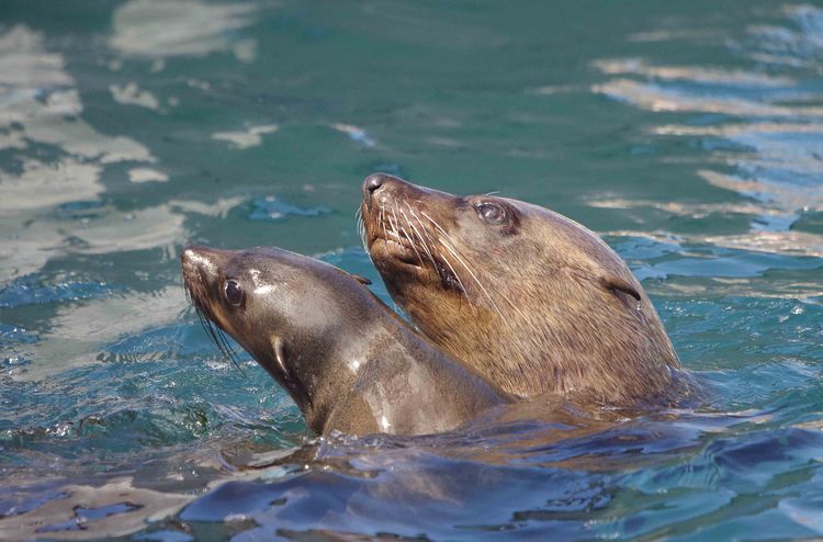 Mother and calf