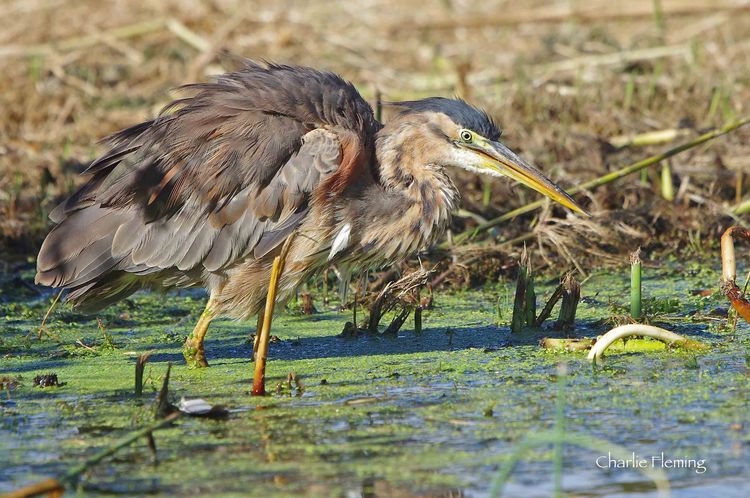 Purple Heron