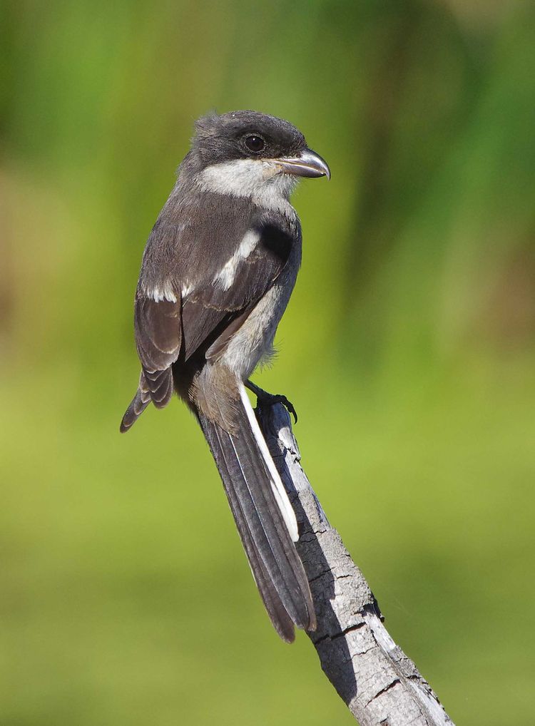 Fiscal Shrike