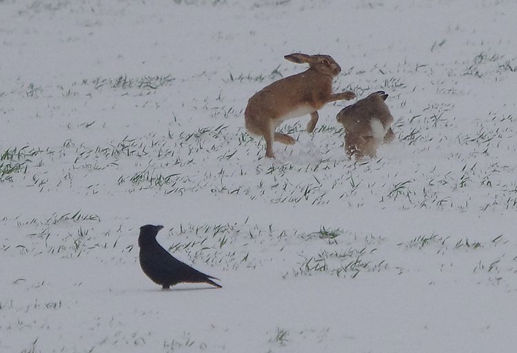 Brow Hares courting.