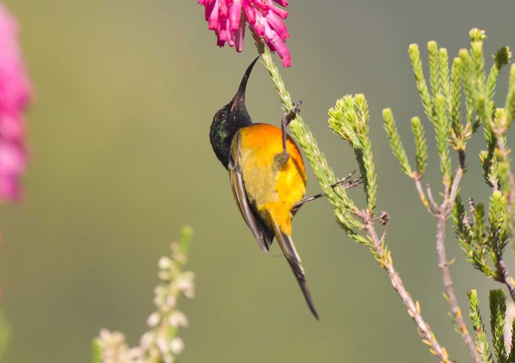 Orange-breasted Sunbird, Anthobaphes violacea