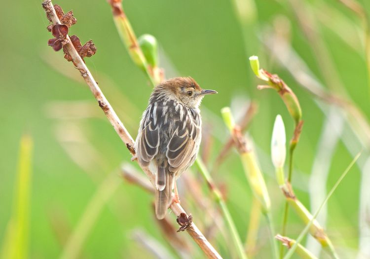 Levailant's Cisticola