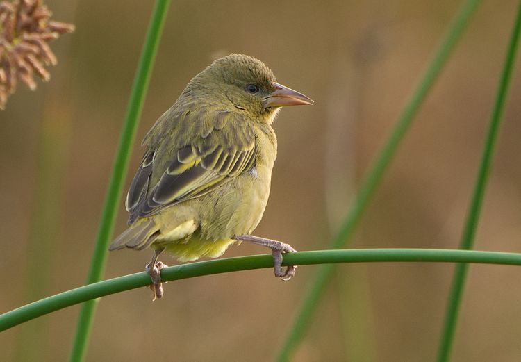  Cape Weaver (Ploceus capensis (female)