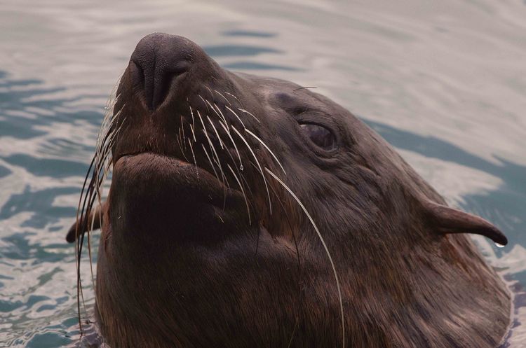 Cape Fur Seal
