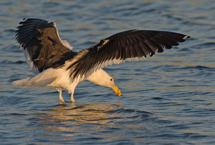 Kelp Gull - Larus dominicanus