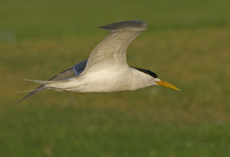 Swift Tern