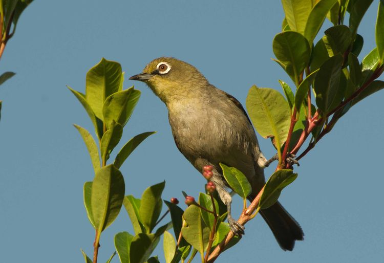 Cape White-eye.