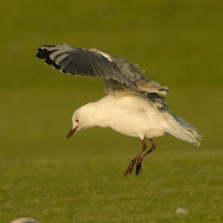 Hautlaubs gull 2_edited-1
