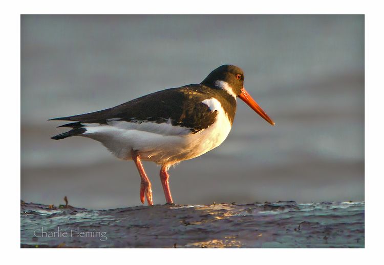 Oystercatcher Oystercatcher