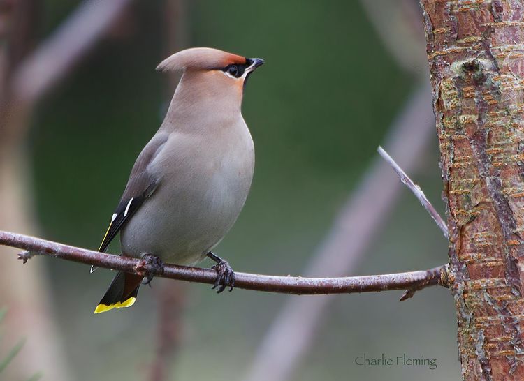 Waxwing Waxwing