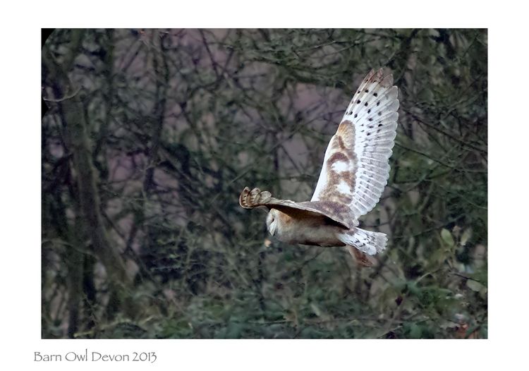 Barn owl