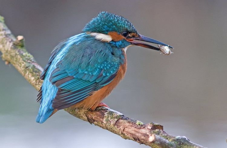 Kingfisher