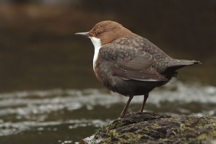 Dipper