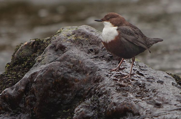 Dipper