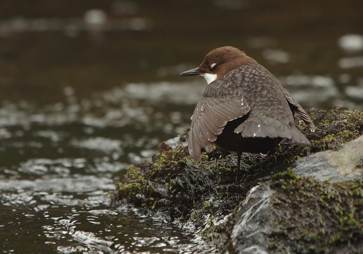 Dipper