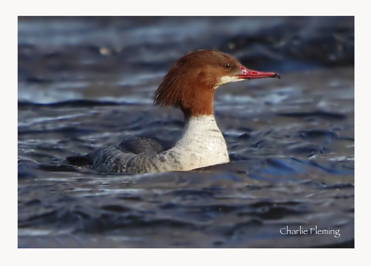 Goosander