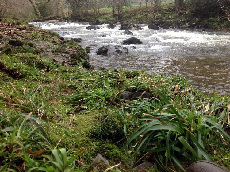 The River