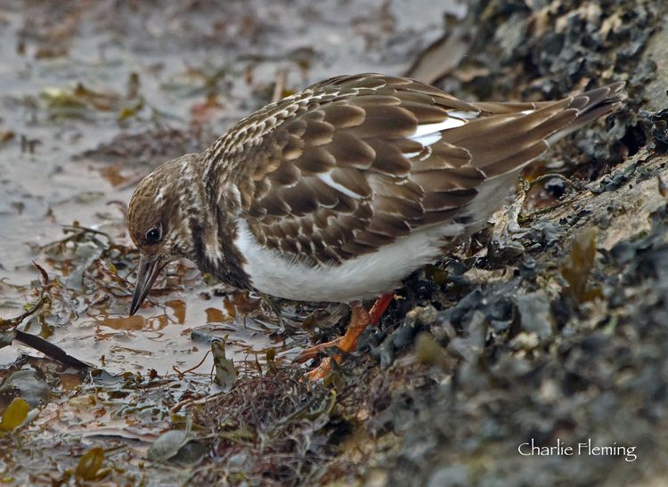Turnstone