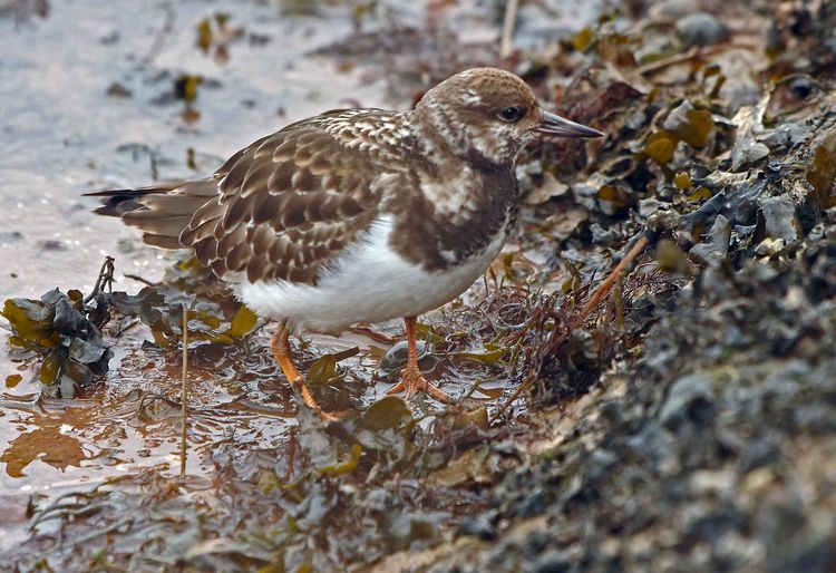 Turnstone 2