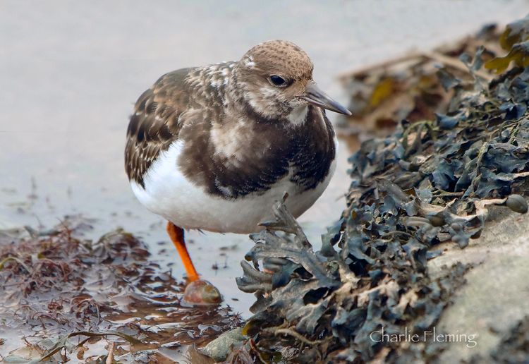 Turnstone 