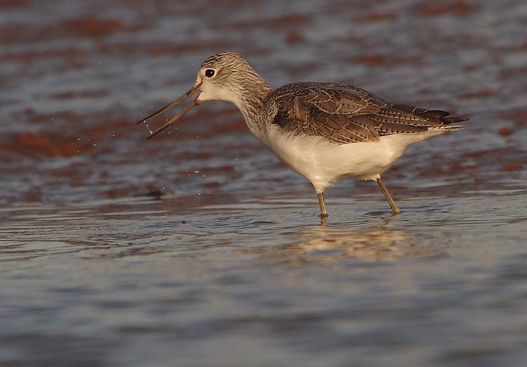 Greenshank