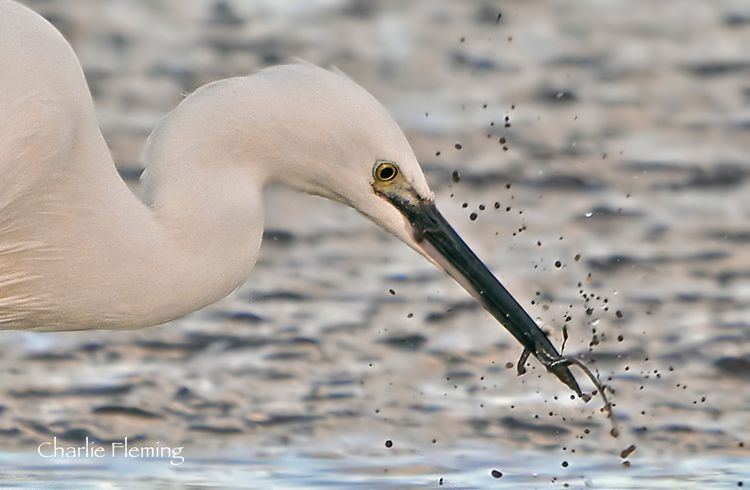 Little egret head