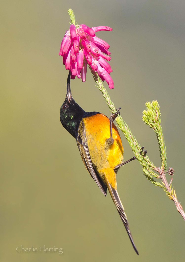 Orange-breated Sunbird_edited-1