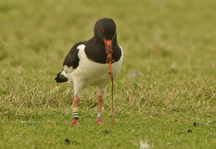 Oystercatcher and earth worm.