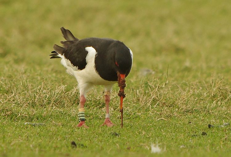 Oystercatcher.