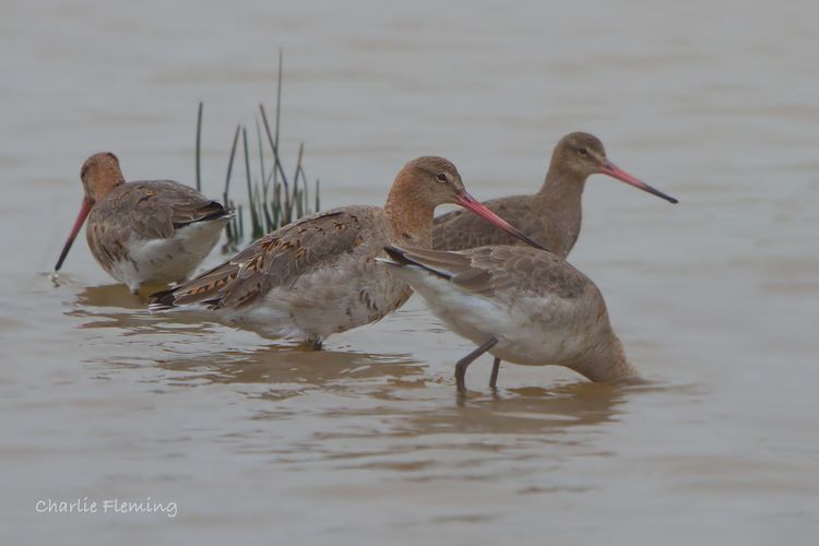 Godwits