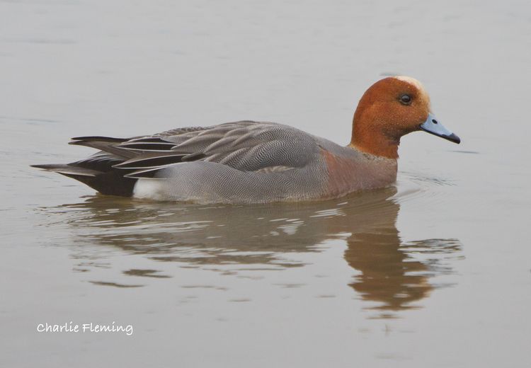 Widgeon