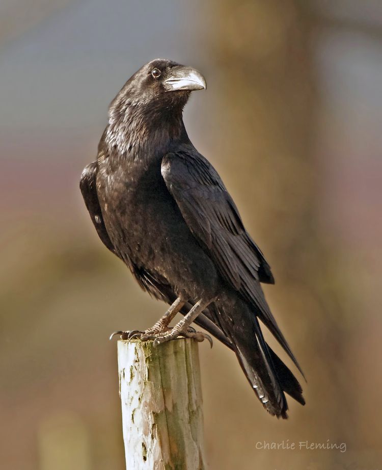 IMGP1921_edited-2 IMGP1921_edited-2