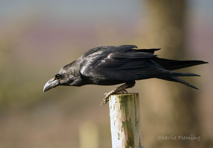 IMGP1929_edited-1 IMGP1929_edited-1