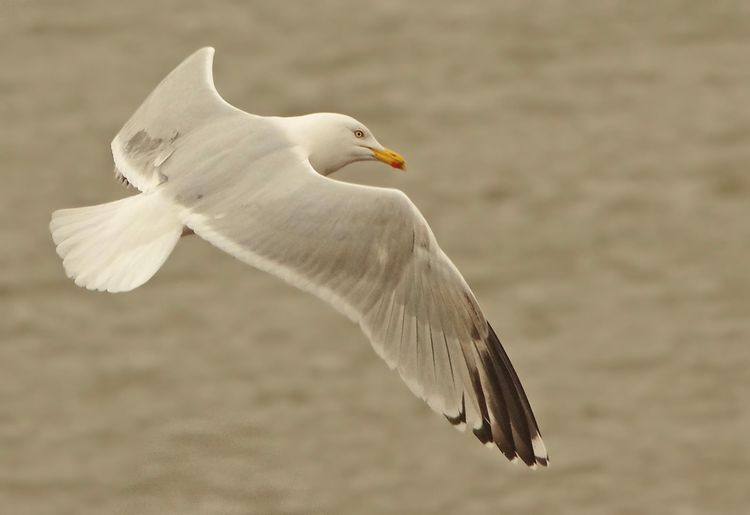 Herring Gull