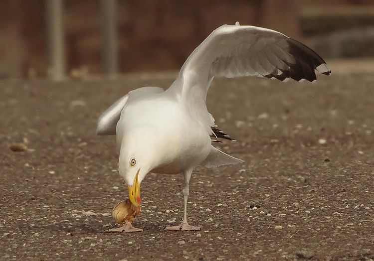 Herring Gull