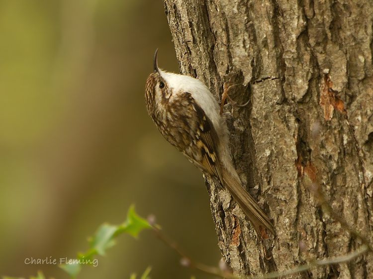 Treecreeper