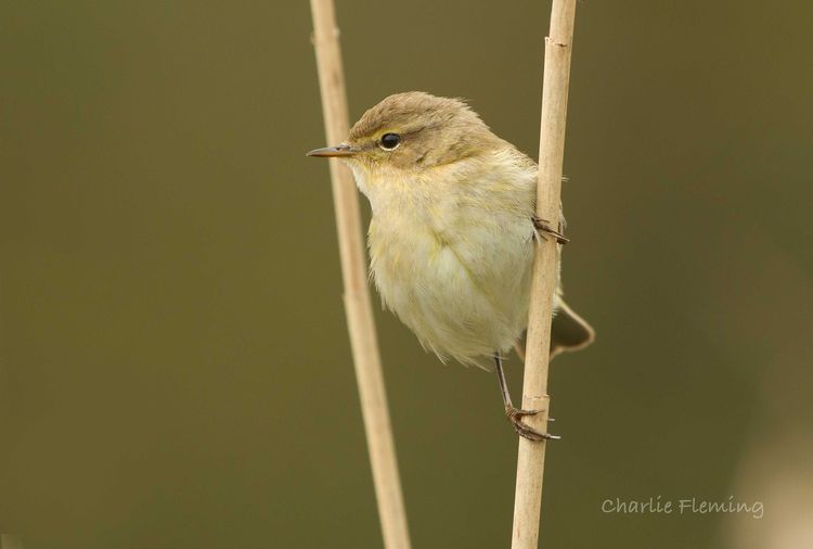 Chiffchaff