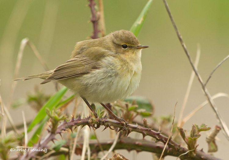 Chiffchaff