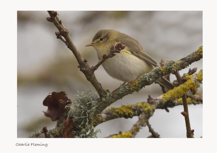 Willow Warbler