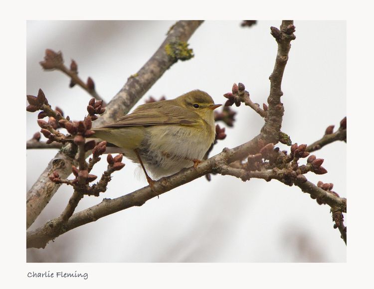 Willow Warbler