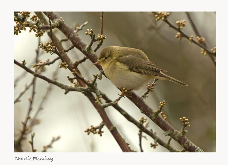 Willow Warbler
