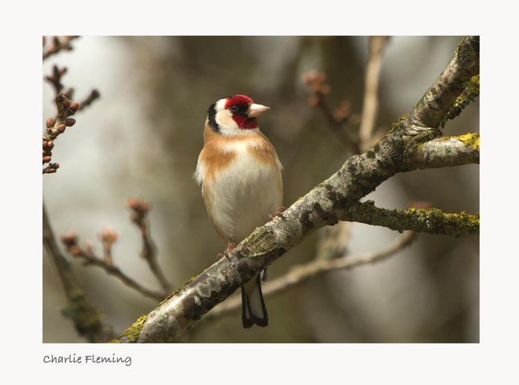   Goldfinch