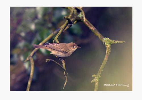 Willow Warbler