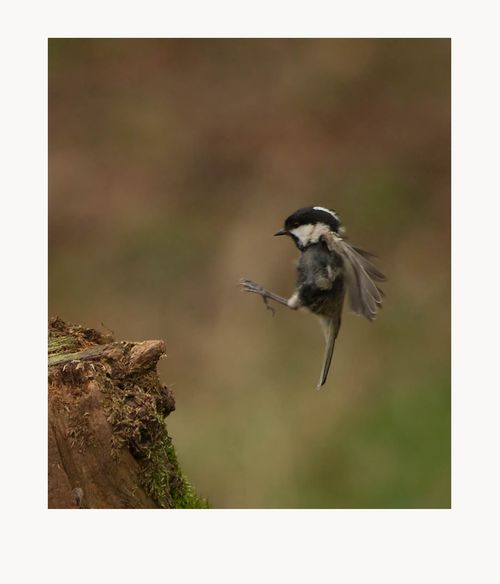 Coal Tit