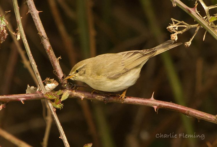 Willow Warbler
