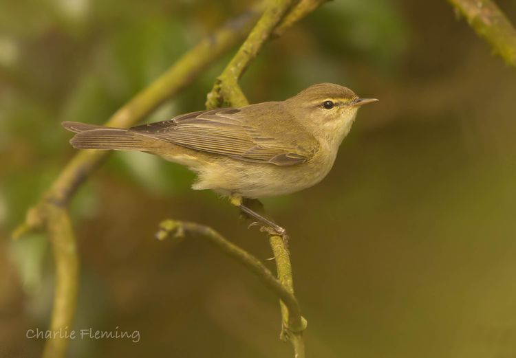 Willow Warbler.