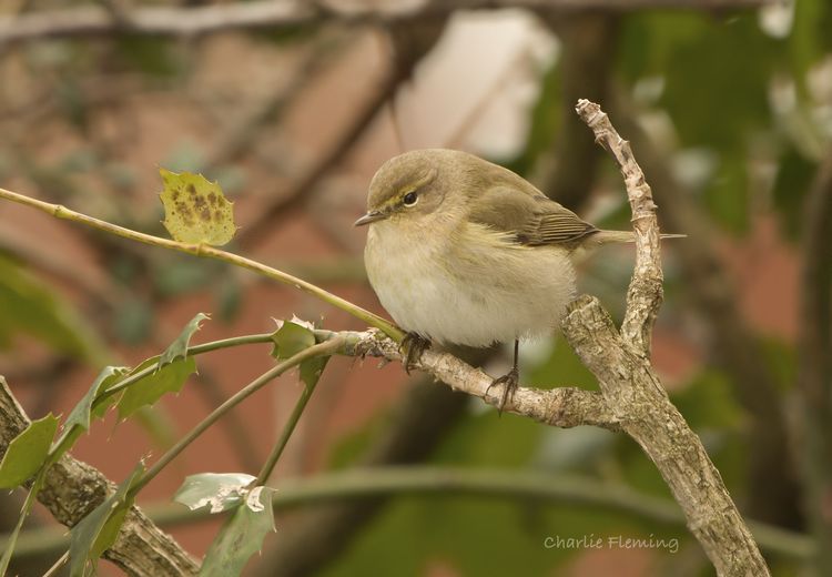 Chiffchaff