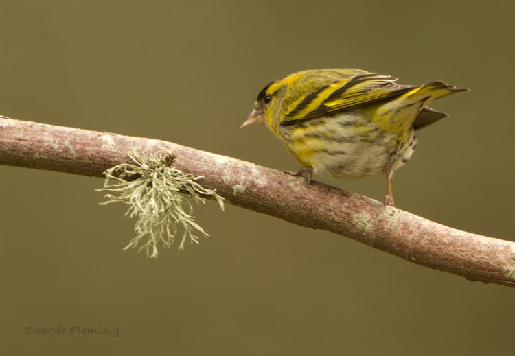 Siskin