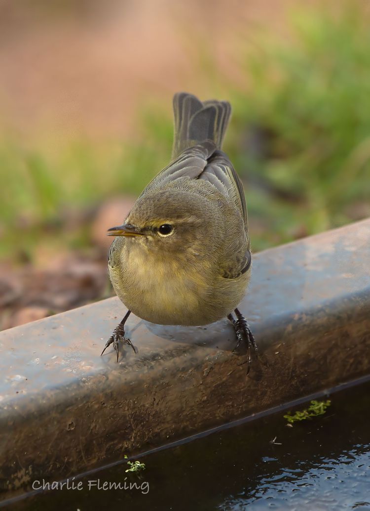 Chiffchaff